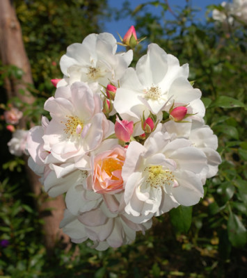 Sourire_dOrchidee_0010__80312.jpg