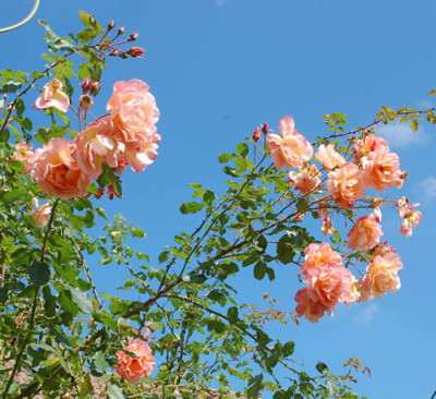 Westerland_0010__80233.jpg