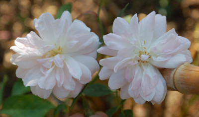 Moulton_Noisette_0010__80283.jpg