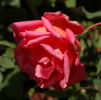 Mme_Laurette_Messimy_0010__80186.jpg