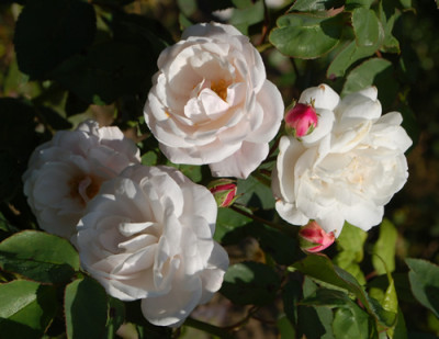 Mlle_Blanche_Laffitte_0010__80314.jpg