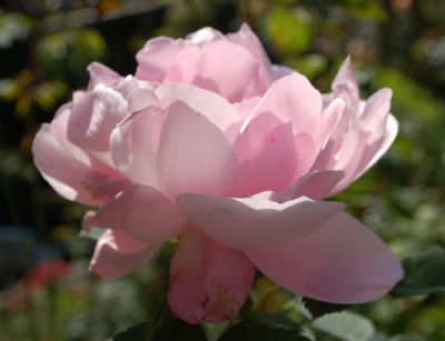 Merveille_de_Lyon_0010___80344.jpg