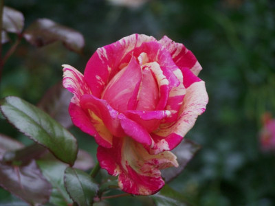 2010_Broceliande.jpg
