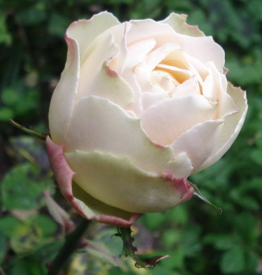 DSC08240a.jpg