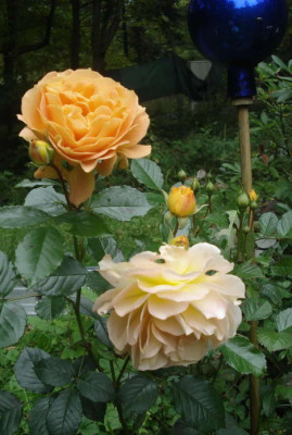 DSC08244a.jpg
