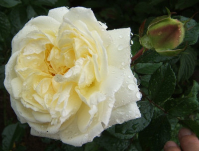 White_Gold_25-9-10.JPG