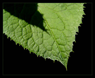 blatt1.jpg