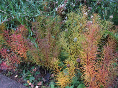 amsonia_hubrichtii_herbst.jpg