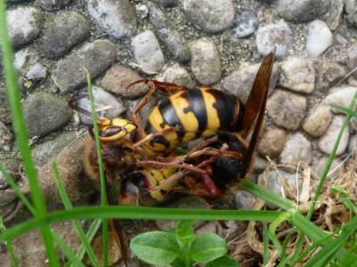 P1090208a.JPG