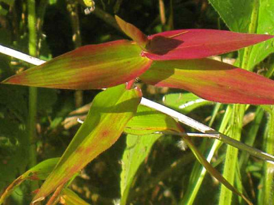 Dichanthelium_IMG_7415.JPG