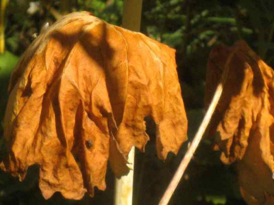 nochmals_Macleaya_IMG_7414.JPG