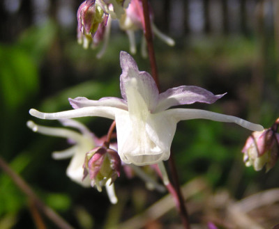 e_grandiflorum_a.jpg