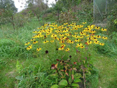 Rudbeckia_vom_Feinsten_2.jpg