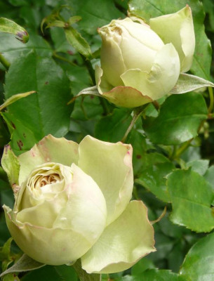 LovelyGreen_2.JPG