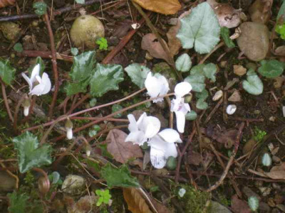 Cyc._hederifolium1_IMG_7419.JPG