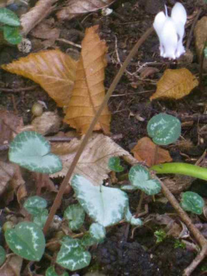 Cyc._hederifolium2_IMG_7421.JPG