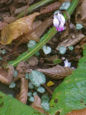 Cyc._hederifolium3_IMG_7422.JPG