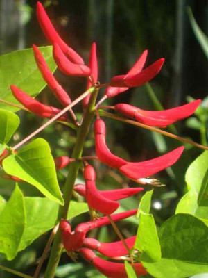 Erythrina_IMG_7406.JPG