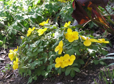hylomecon_japonicum_fesch.jpg