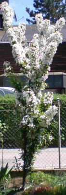 malusadirondackanfangmai2008.jpg