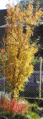 malusadirondackendeoktober2009.jpg