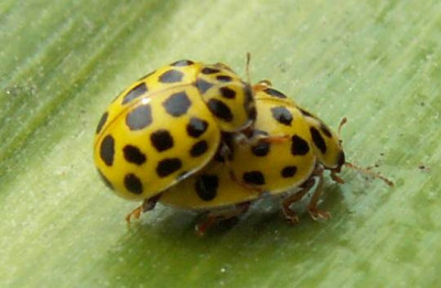Thea_vigintiduopunctata_-_Zweiundzwanzigpunkt_10.jpg