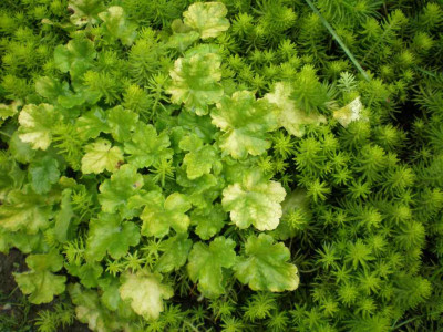 sedumrupestreangelinaundheuchera.jpg