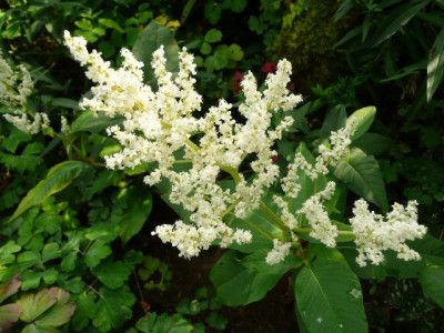 k-Aconogonon.jpg