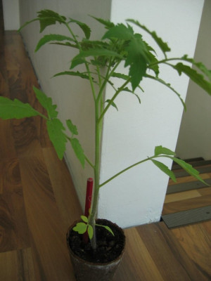 Tomate.jpg