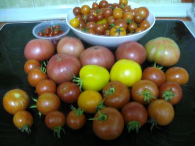 TomatenSamstag.JPG