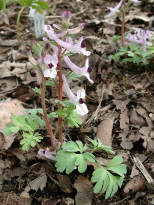 04160003_eCorydalis_integra.JPG
