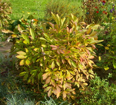 herbstpaeonie.jpg