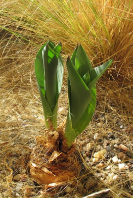 Urginea_maritima_2010.jpg