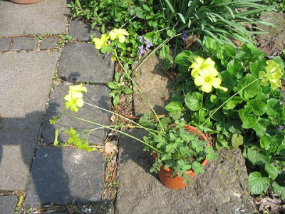 Oxalis_pes_caprae.jpg