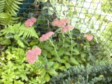 sedum.matrona.JPG