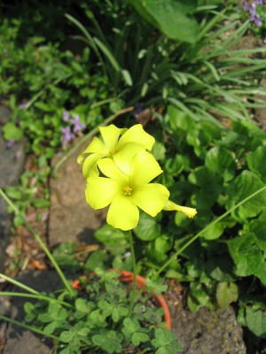 Oxalis_pes_caprae_2.jpg