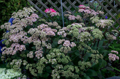 Sedum1107b.jpg