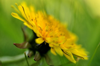 Taraxacatum.JPG