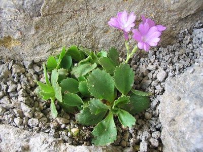 Primula_anonyma.jpg