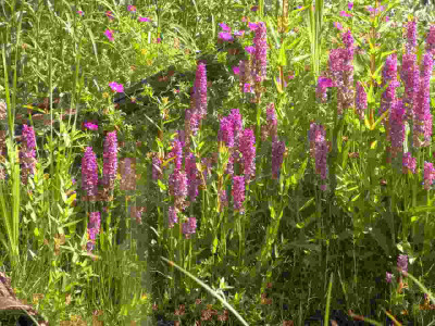 Knabenkrauter._085.jpg