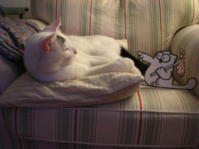 louis_trifft_simons_cat.jpg