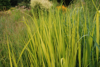 panicum_christian_august.jpg