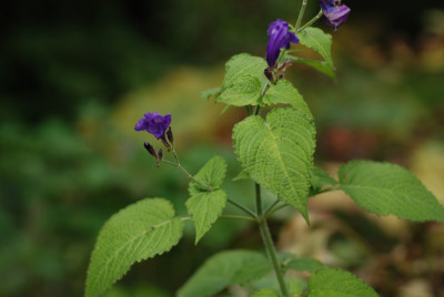 strobilanthes_attenuata.jpg