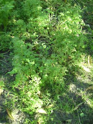 Gartenoca.jpg