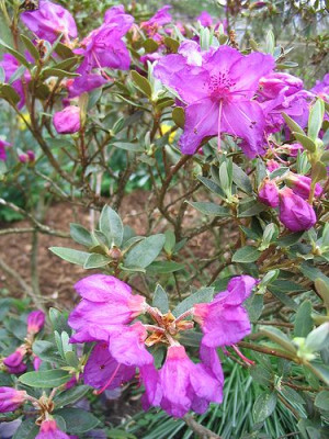 Rhododendron_calostrotum_var._keleticum_Rocks_Form.jpg