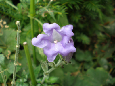strobilanthesatropurp.jpg