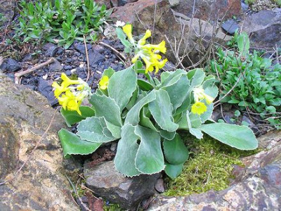 Primula_auricula.jpg