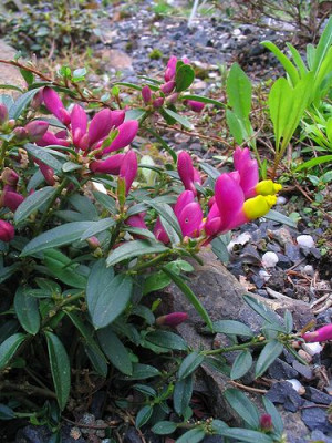 Polygala_chamaebuxus_grandiflora_2.jpg