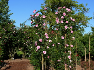 Kirschrose_ver.jpg