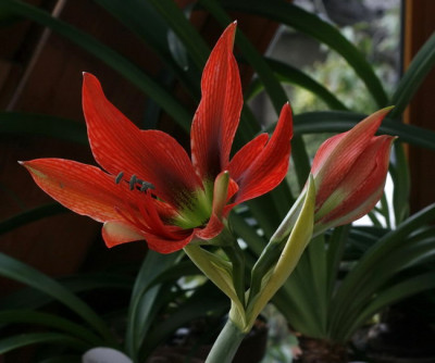 _MG_8641_altes_Hippeastrum_immergrun.jpg